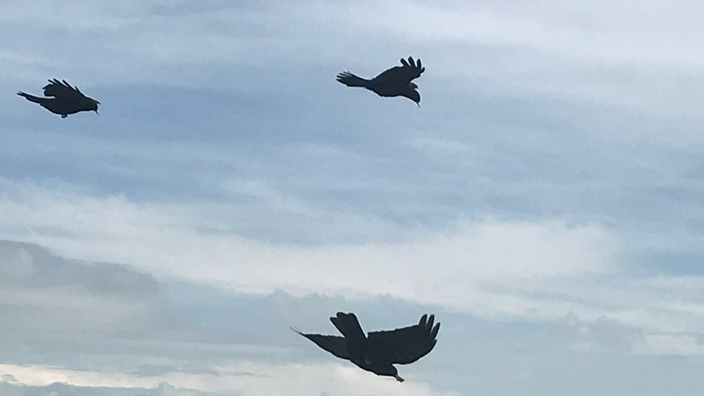 Voegel am Himmel – Was ist Mediation?